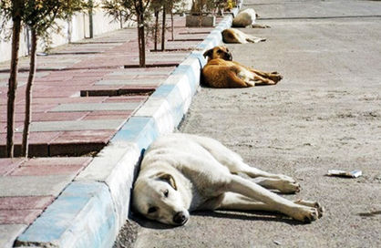وجود ۵ هزار سگ‌ بلاصاحب در تهران
