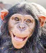 مرگ شامپانزه ایرانی در کنیا
